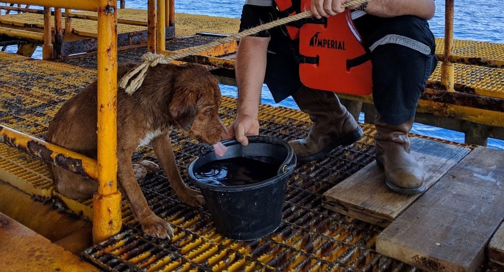 Denizin ortasında yüzen köpek bulundu