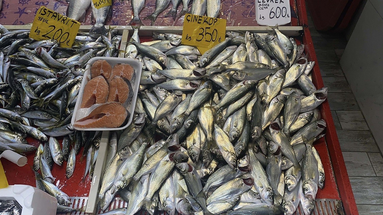 ‘Denizin Prensi' lüfer Marmara'ya gelmedi