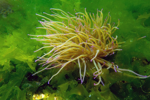 Denizin tehlikeli çiçekleri! Anemonlar o ilde kayıt altında alındı