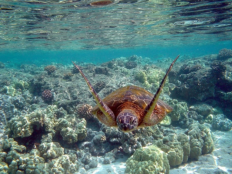 Denizler ve okyanuslar neden tuzludur hiç düşündünüz mü? Peki ya tuzsuz olsaydı?