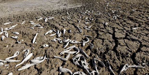 Denizlerde balık kalmayacak