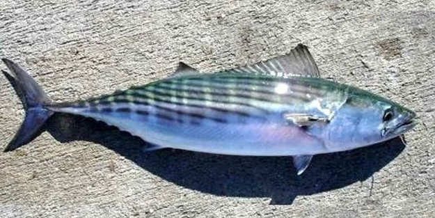 Denizlerde palamut bereketi! Tanesi 5 liraya düştü