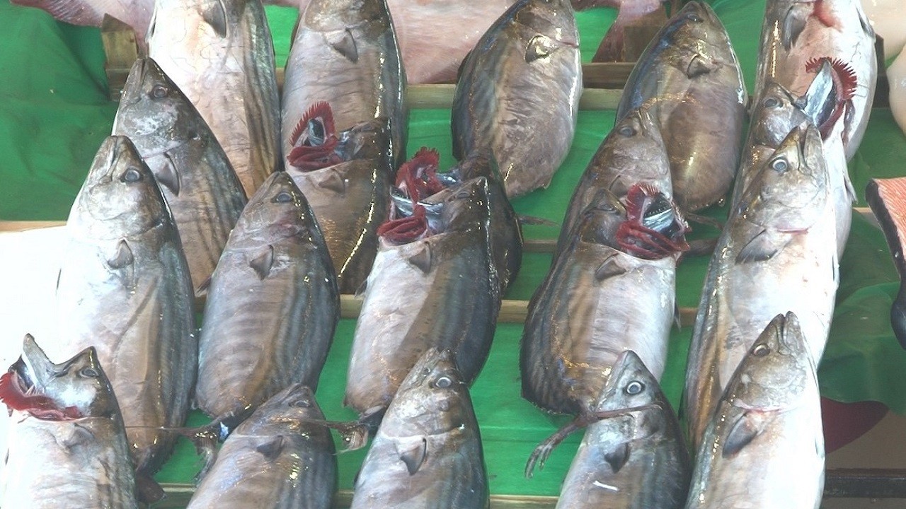 Denizlerde palamut bolluğu! Bakın balığın kilosu ne kadar?