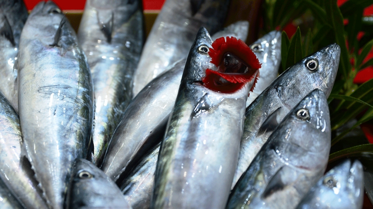 Denizlerde palamut ve kılıç balığı bolluğu tezgahlara yansıdı