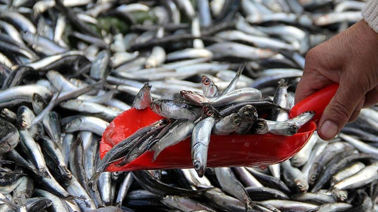Denizlerdeki tehdit büyüyor! Hamileler hangi balığı tüketmeli?
