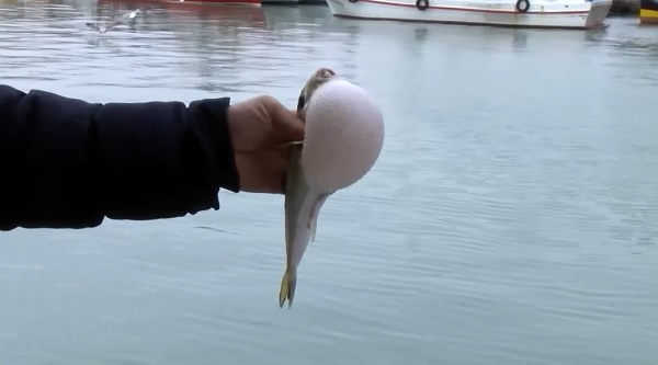 Denizlerimiz için büyük tehlike! Nisan ayında ne hamsi ne istavrit kalacak