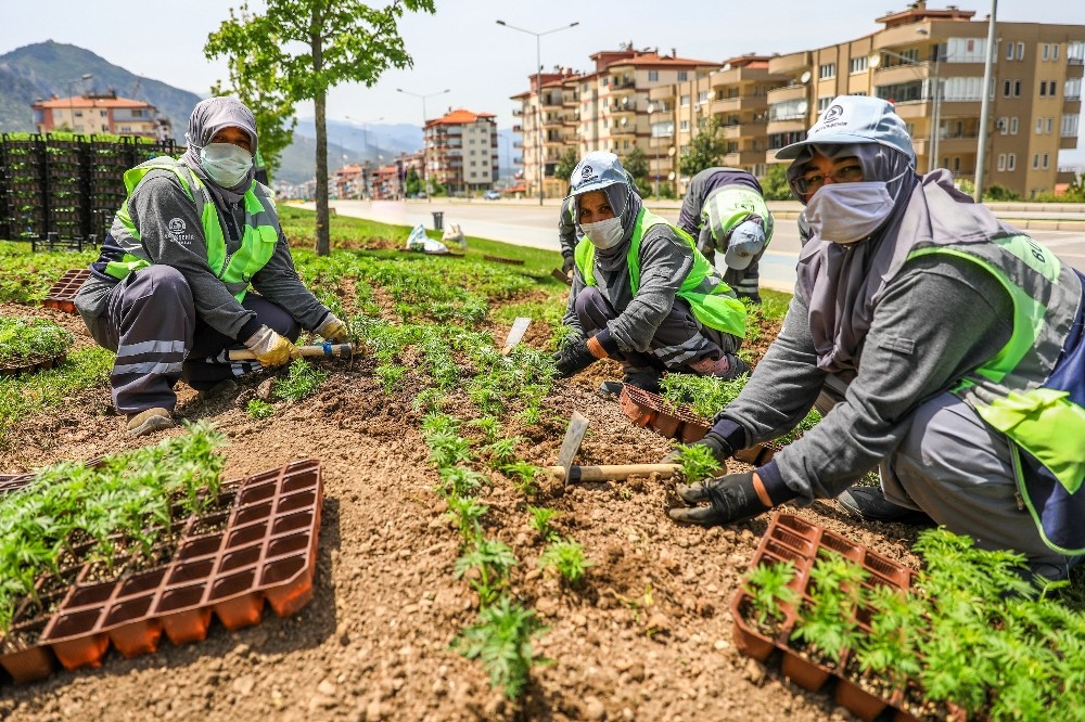 Denizli yollarında çiçekler açacak 