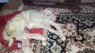 Denizli’de 6 bacaklı kuzu doğdu 