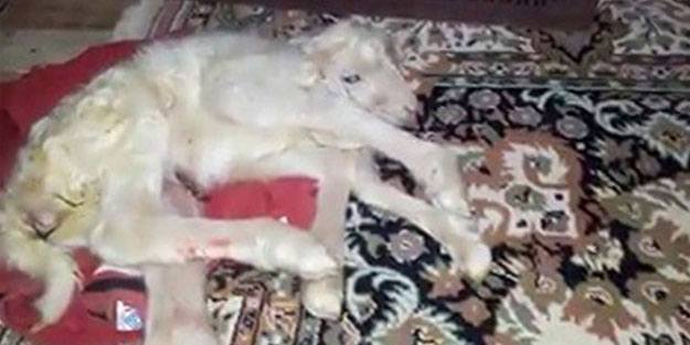 Denizli'de 6 bacaklı kuzu dünyaya geldi