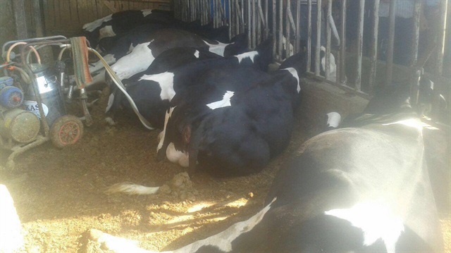 Denizli'de akıma kapılan 18 inek telef oldu