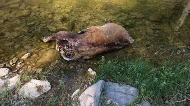 Denizli'de boynuzu için katlettiler