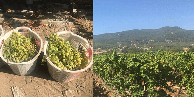 Denizli’de çekirdeksiz üzüm hasadı başladı