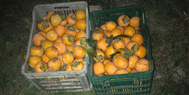 Denizli'de cennet elması çalan 3 kişi gözaltına alındı