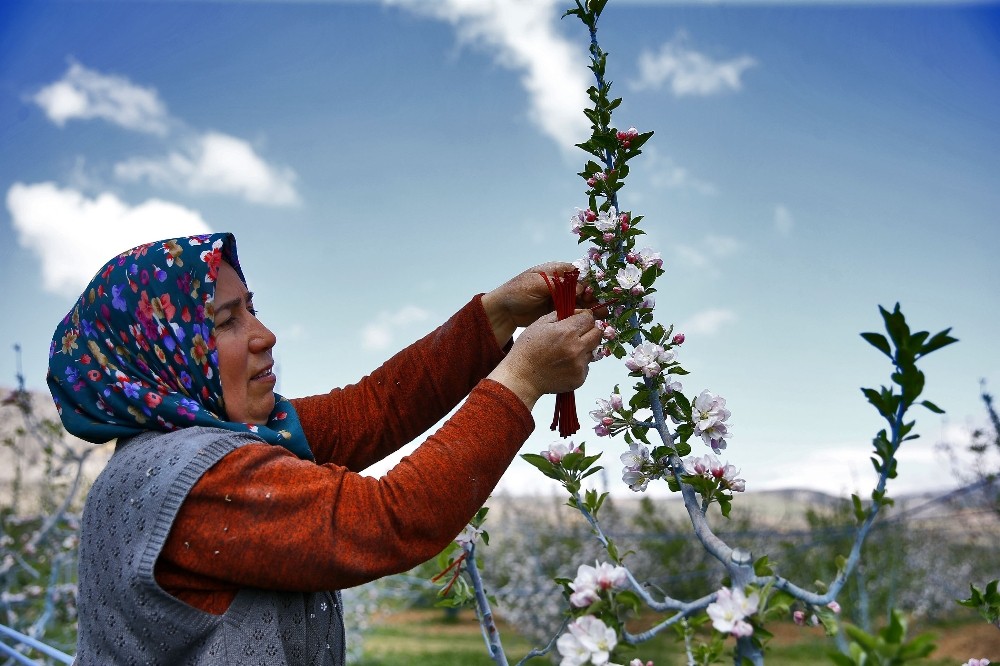 Denizli’de elma kurduna karşı örnek biyoteknik mücadele 