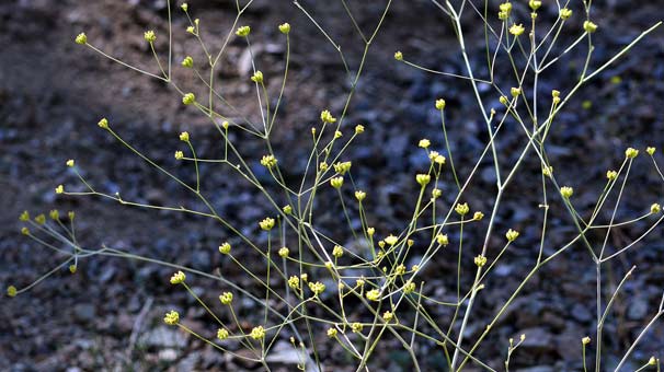 Denizli'de endemik bitki türü keşfedildi
