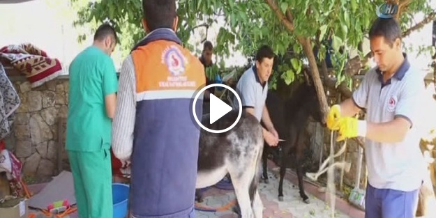 Denizli'de eşek operasyonu