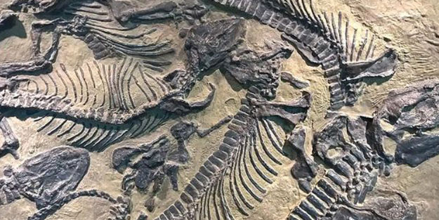 Denizli'de flaş gelişme! Dinozorlara ait izler araştırılacak
