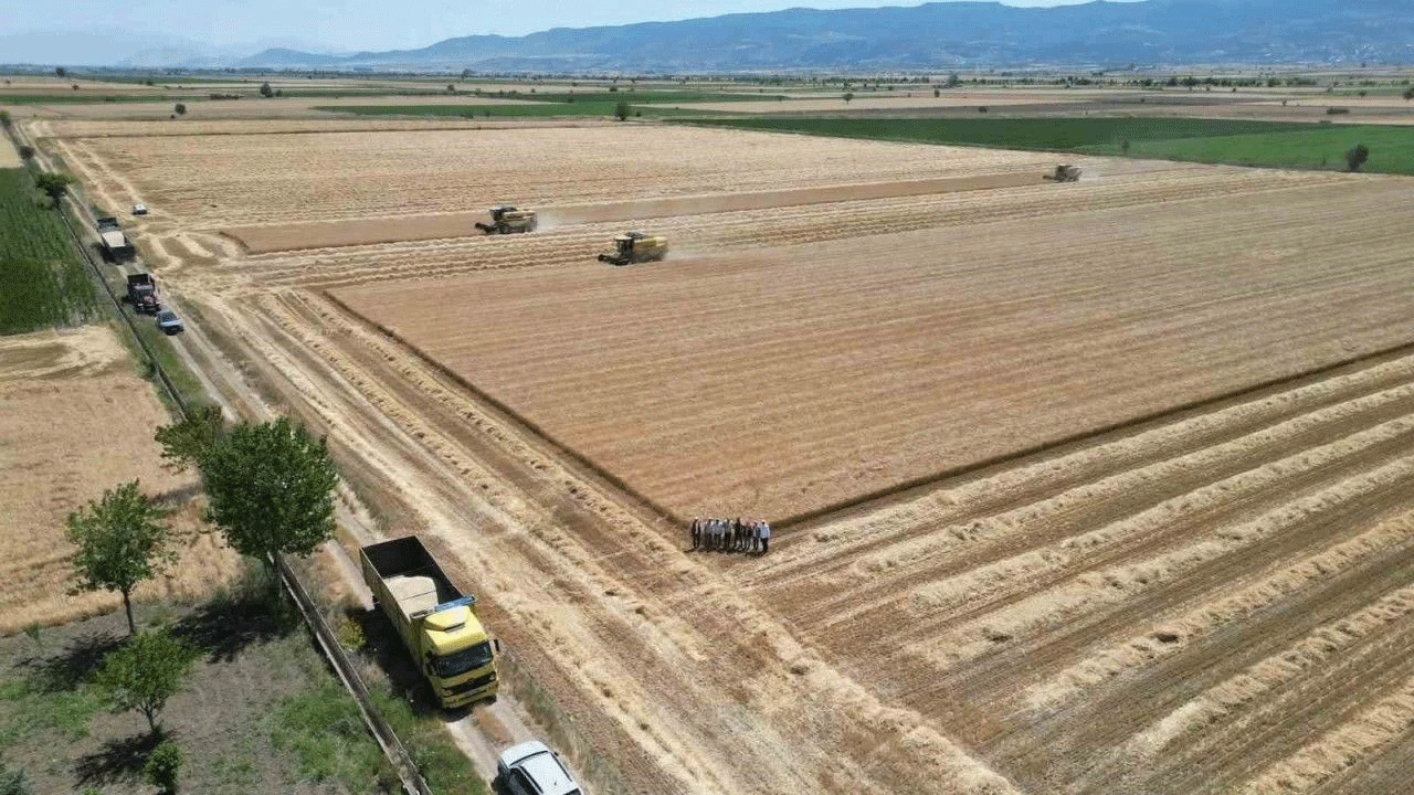 Denizli’de sarı altın hasadı havadan görüntülendi