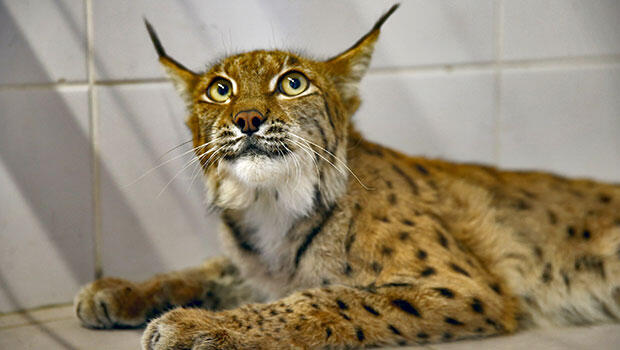 Denizli’de yaralı halde bulunan vaşak kurtarılamadı