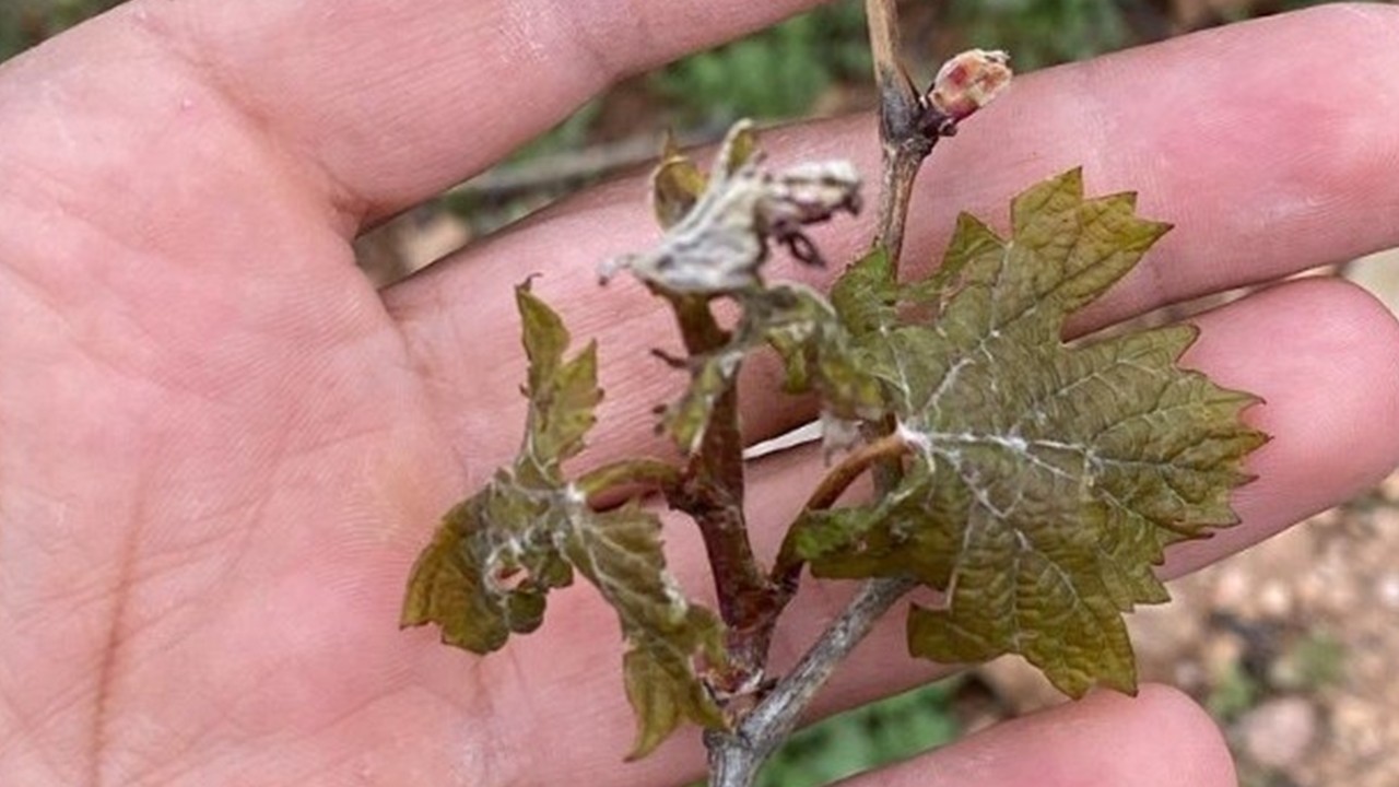Denizli’de zirai don vurdu