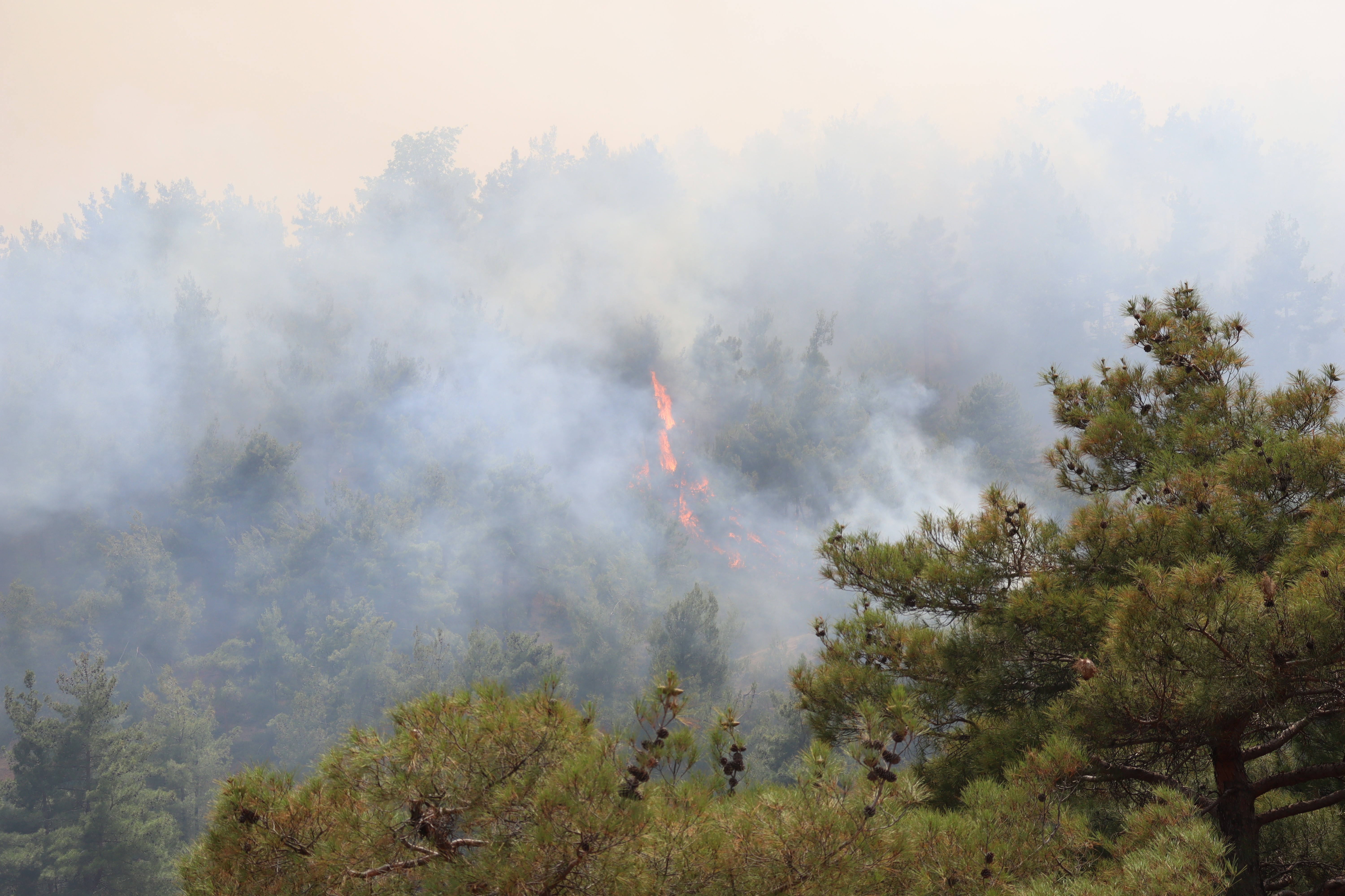 Denizli’deki orman yangınından görüntüler geldi