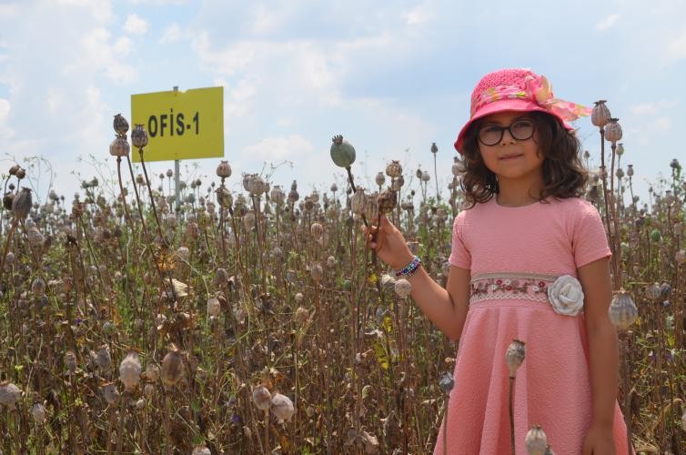 Denizli’nin 2019’daki haşhaş üretim hedefi 13 bin 500 ton 