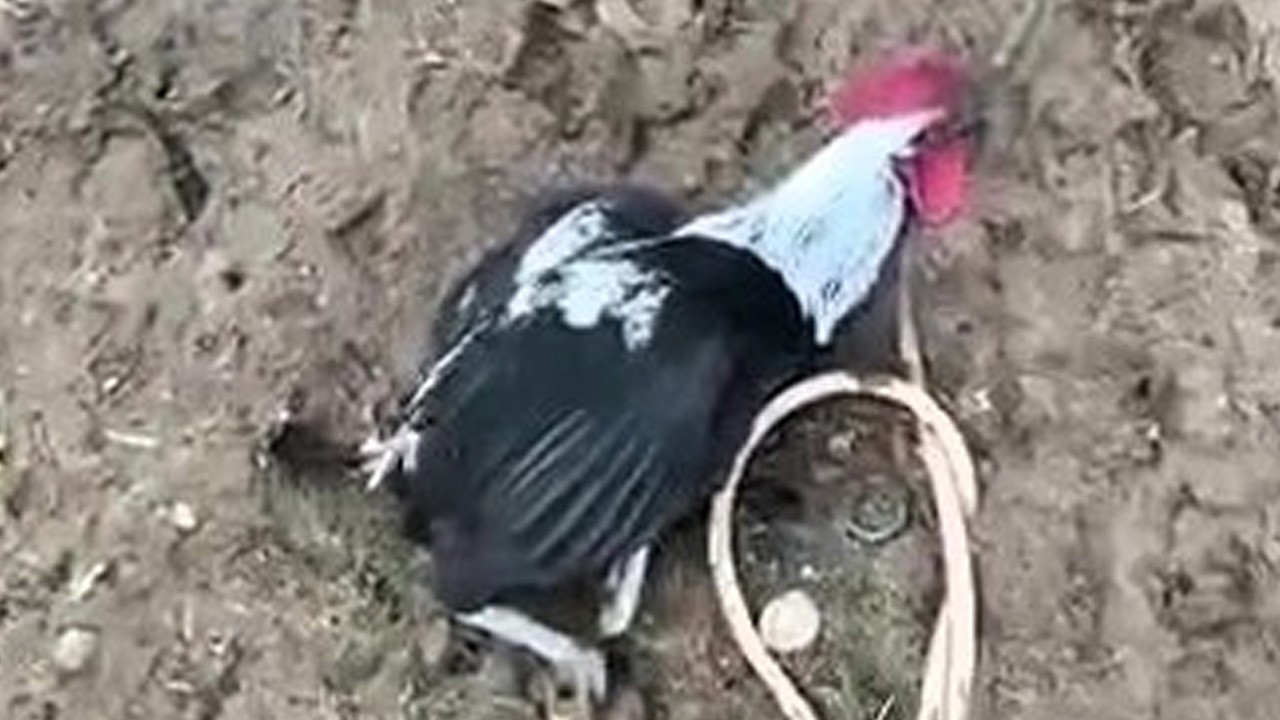 Denizli’nin horozu bayılana kadar öttü! İlginç anlar kamerada