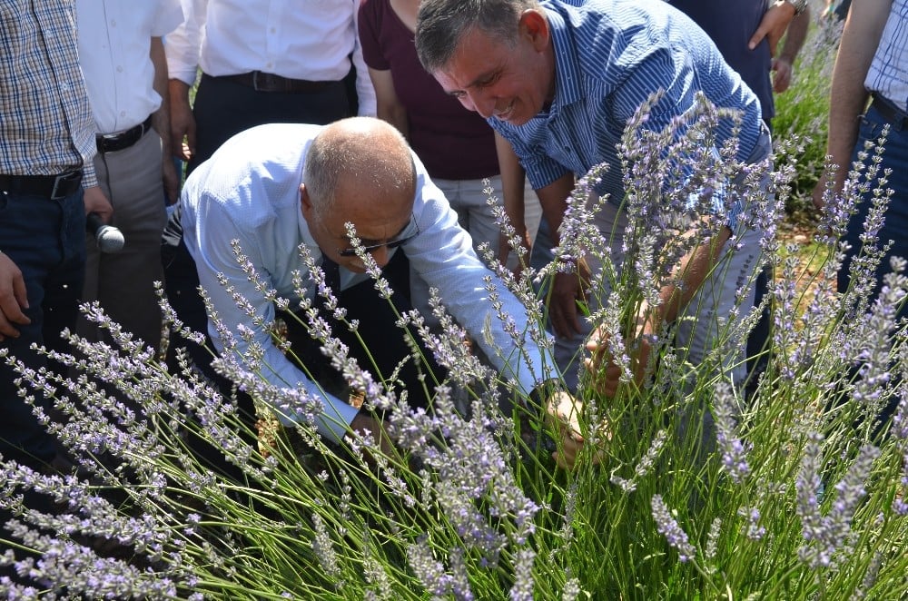 Denizli’nin lavantadaki hedefi 50 bin dekar 