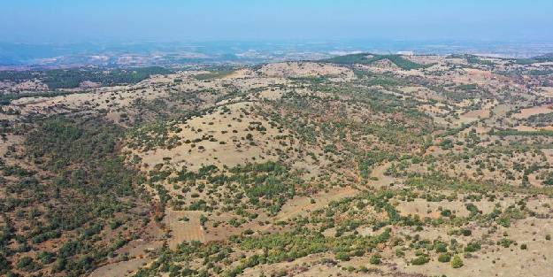 Denizli'ye ikinci bal ormanı geliyor