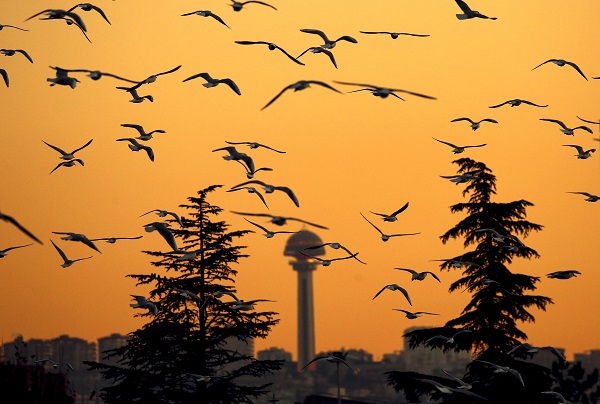 Denizsiz kentin martıları