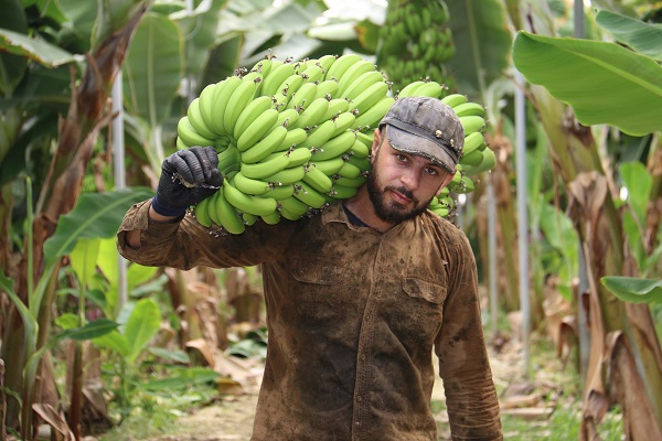 Deprem bölgesinde hasat zamanı
