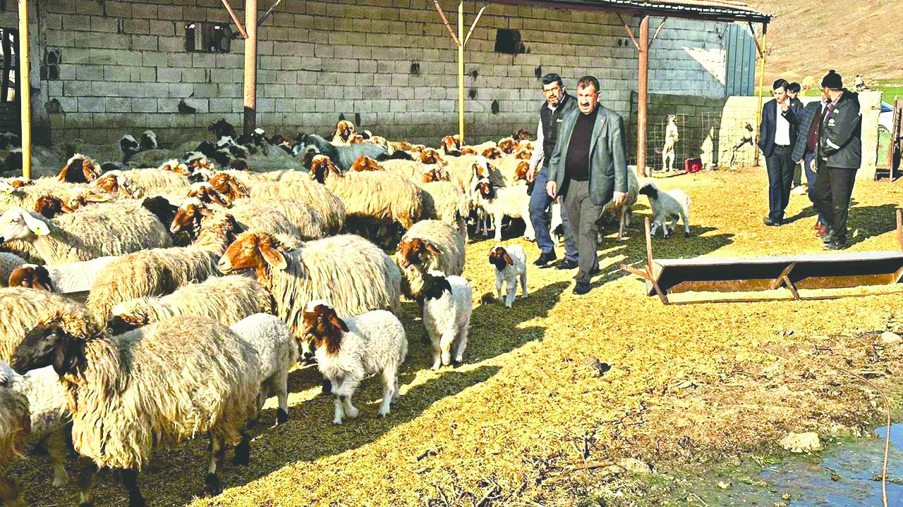 Deprem bölgesinde yetiştiricilere 43 bin 317 küçükbaş hayvan dağıtıldı