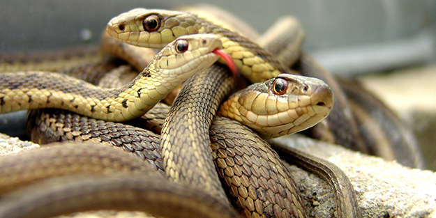 'Deprem habercisi' denilen yılanlar uyandı! Bir şehri korku sardı