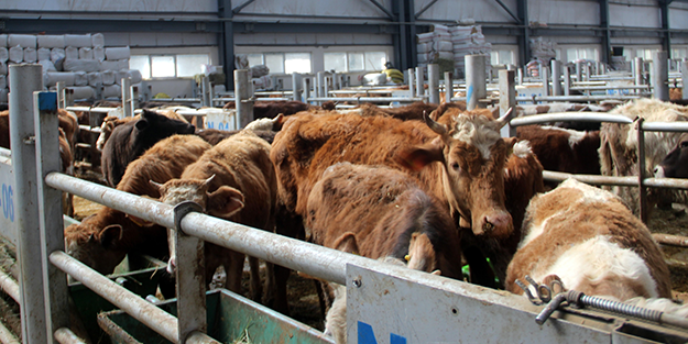Deprem, kuraklık derken bir felaket daha! Türkiye'deki Avrupa’nın en büyük canlı hayvan pazarı kapatıldı