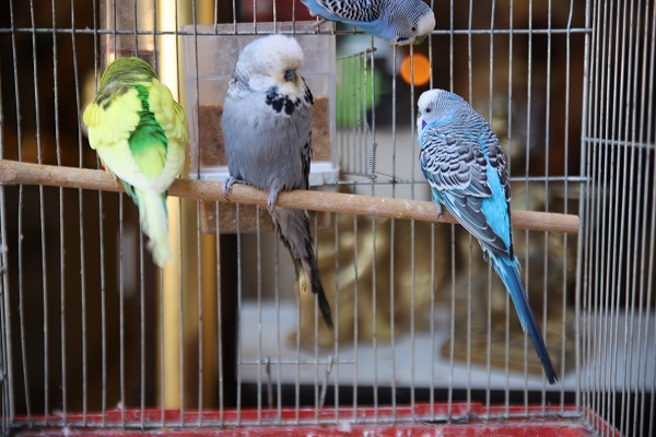 Deprem sonrası ilgi arttı! Bu kuşlar depremi gerçekten tahmin edebiliyor mu?