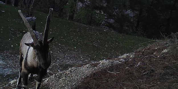 Deprem yaban keçilerini de ürküttü