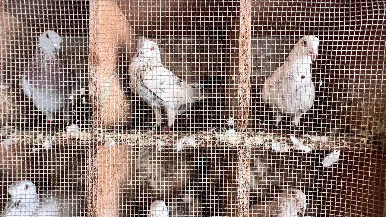 Depremde 170 güvercinini kaybetti, yeniden kümes kurdu