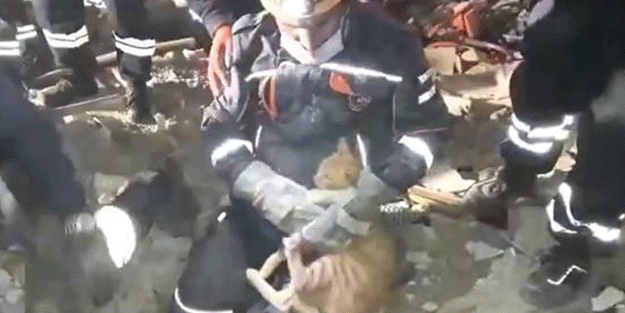 Depremde enkaz altında kalan kedi böyle kurtarıldı