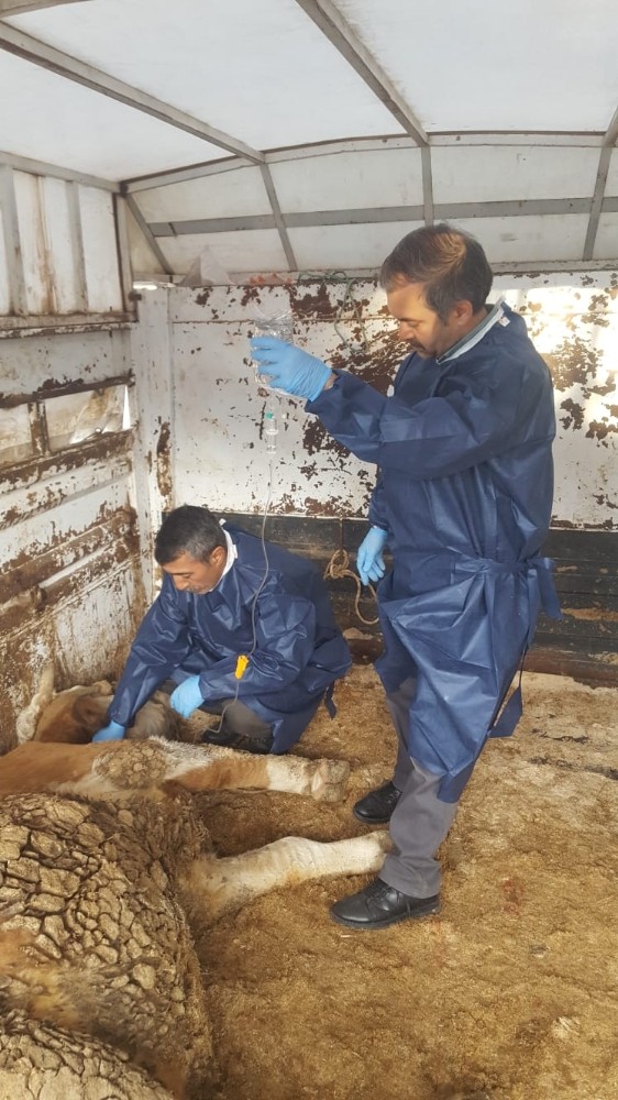 Depremde yaralanan hayvanlar tedavi edildi 