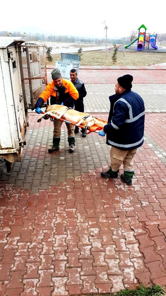 Depremde yaralanan hayvanlar tedavi ediliyor 