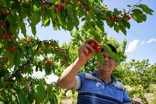 Depremden etkilendi, köyüne döndü! 7 dönümde hasat yaptı