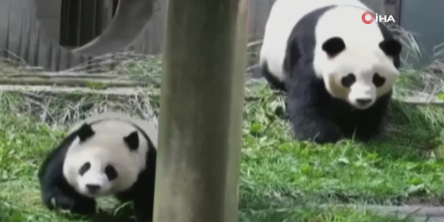 Depremden kaçan anne panda ve yavrularının korku dolu anları!
