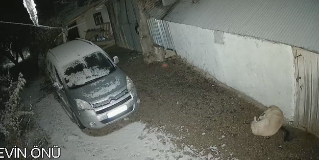 Depreme uykusunda yakalanan köpeğin panik anları kamerada!