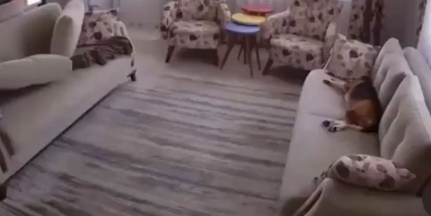 Depremi hisseden köpeğin paniği kameraya yansıdı