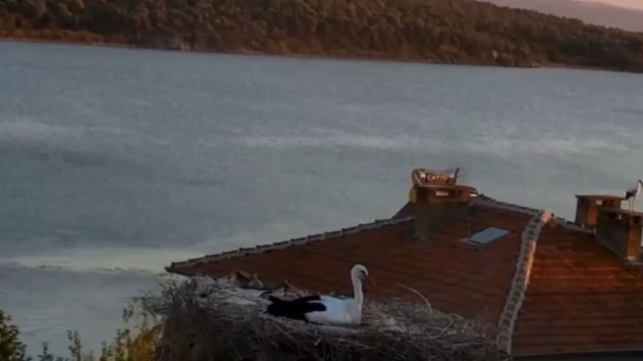 Depremi önceden hissetti! Yaren Leylek’in sıra dışı davranışları köyü şaşırttı