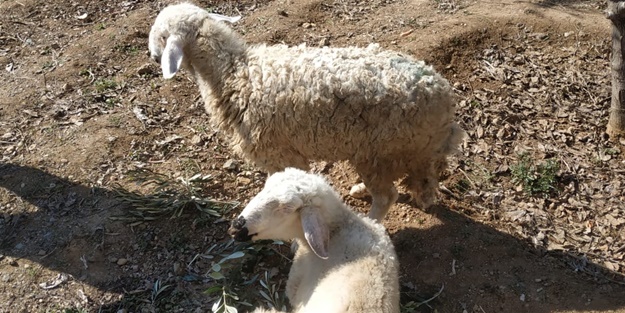 Depremin 17. günü... İki koyun canlı çıkarıldı
