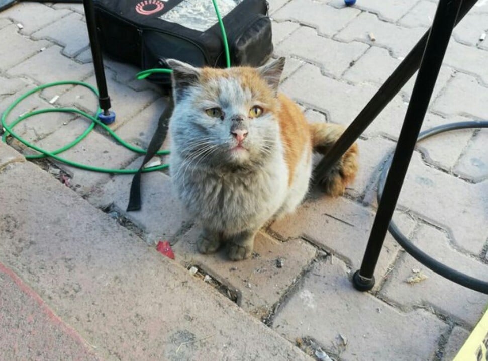 Depremzede kediye Antalya Büyükşehir eli 
