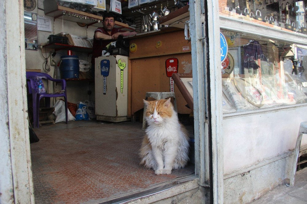 Depresyona giren kedi 9 kiloya ulaştı, gündüzleri de 8 saat uyumaya başladı 