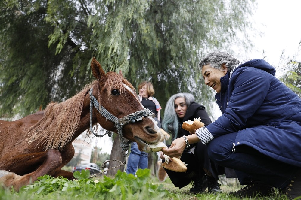 Dere kenarına terk edilen at tedavi edilecek 