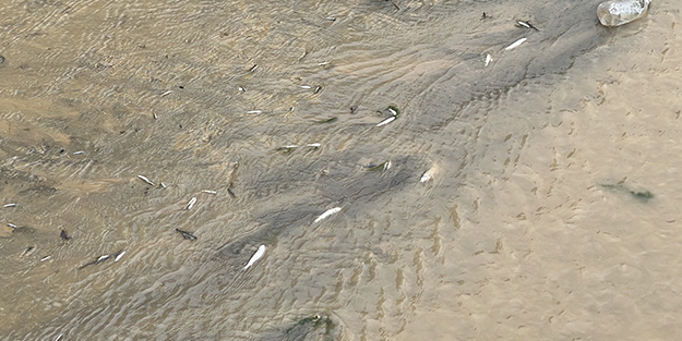 Derede tedirgin eden görüntü! Yetkililer harekete geçti